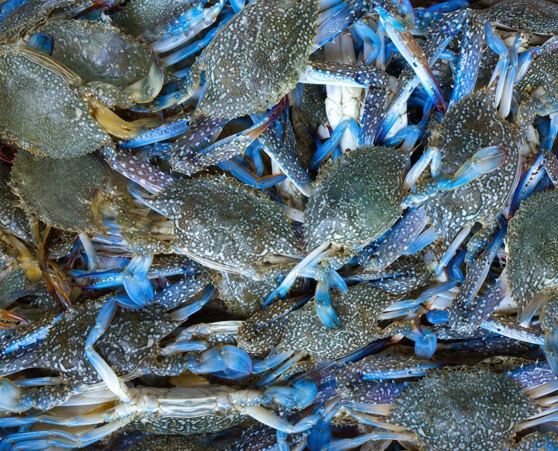 Fresh Crab