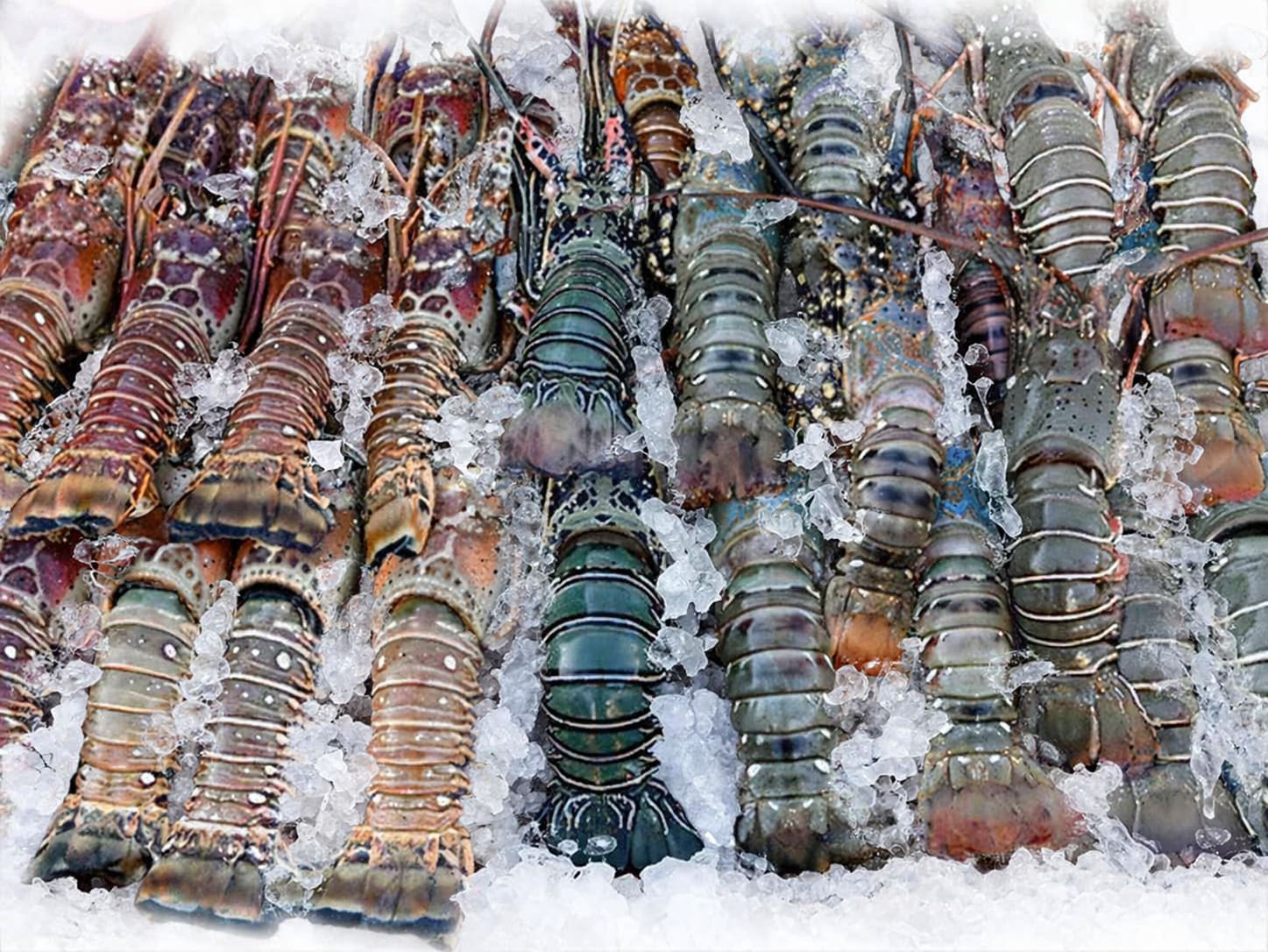 Fresh Lobster