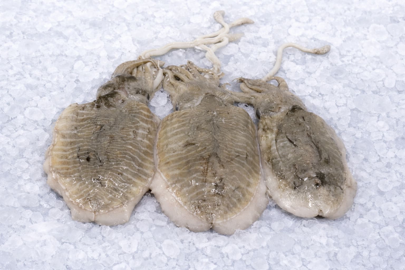 Fresh Mollusks