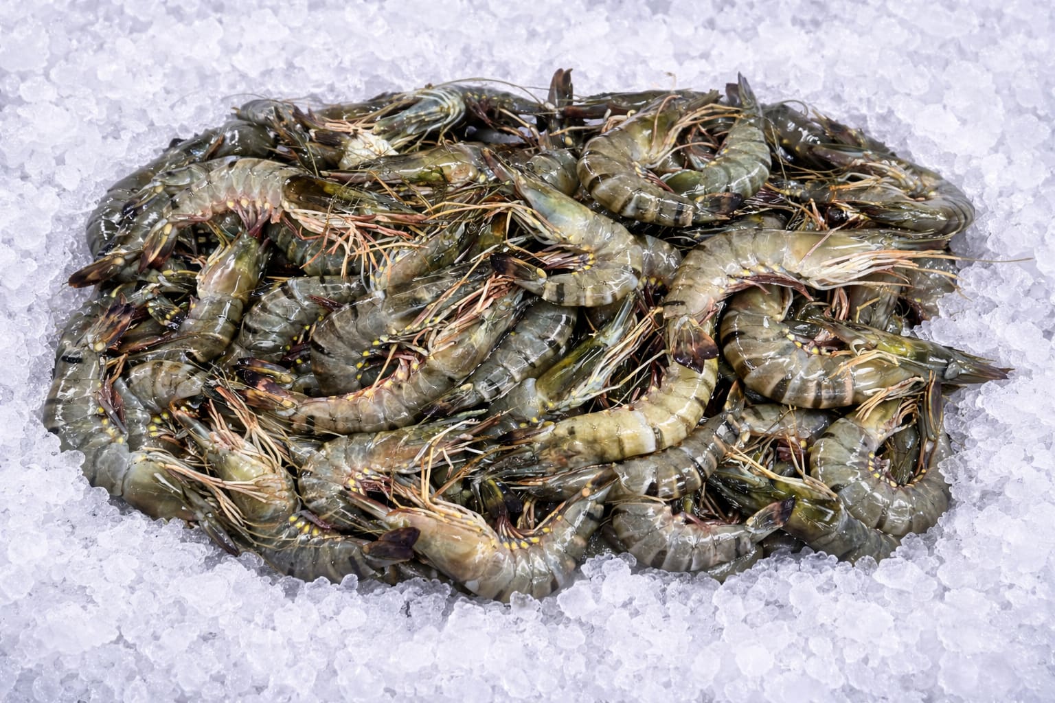 Fresh Prawns