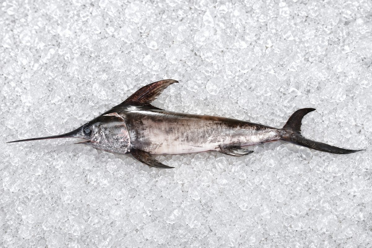 Fresh Swordfish