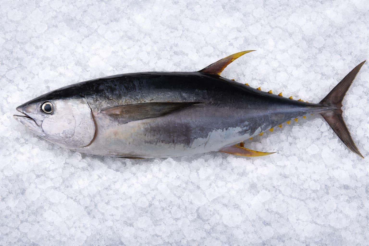 Fresh Yellowfin Tuna